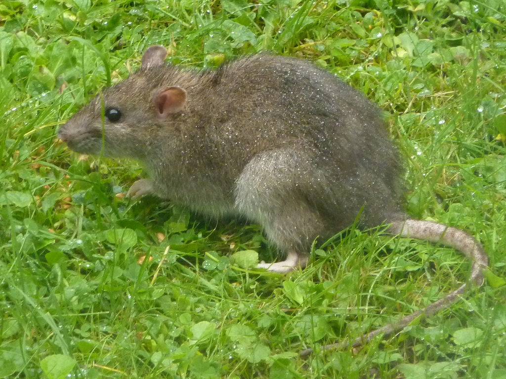 rat gris estrie