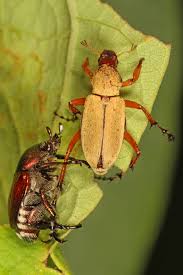 scarabées estrie